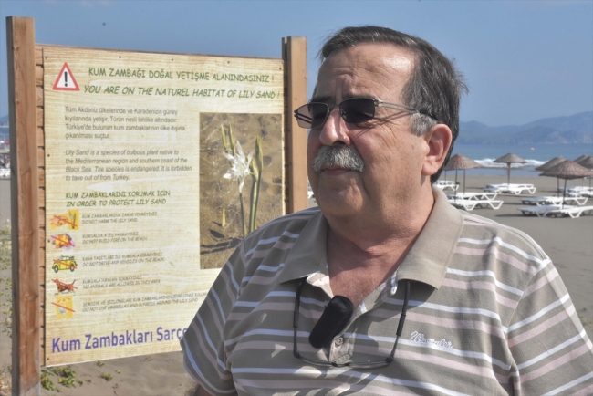 Koruma altındaki kum zambakları Akdeniz ve Ege sahillerini süslüyor